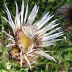 d3a32e598b3f455eacdc13c3737826c5